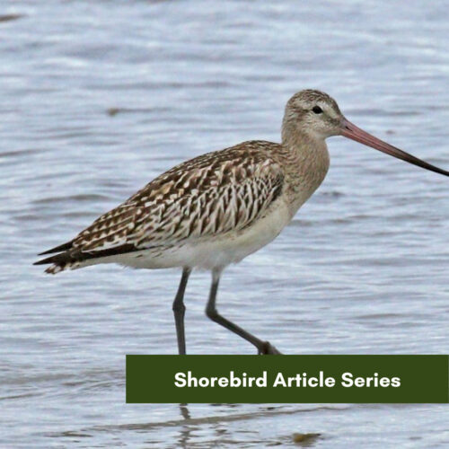 Shorebird Article Series: