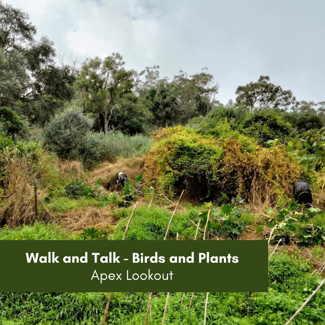 Walk and Talk - Birds and Plants at Apex Lookout