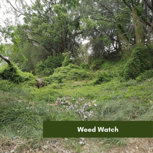 Weed Watch