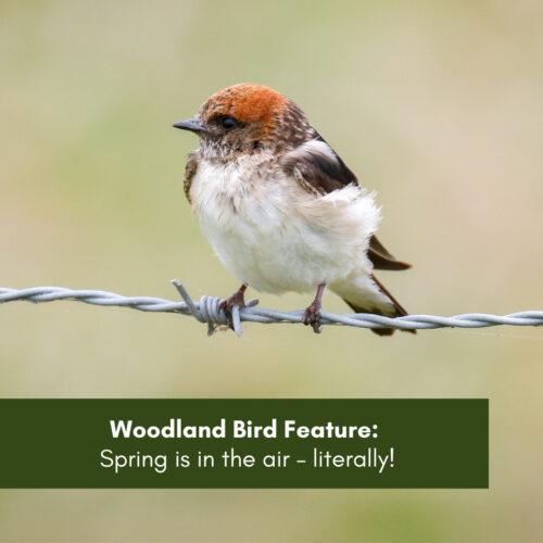 Woodland Bird Feature:   Spring is in the air – literally!