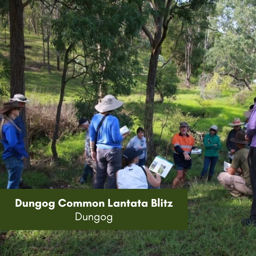 Dungog Common Lantata Blitz