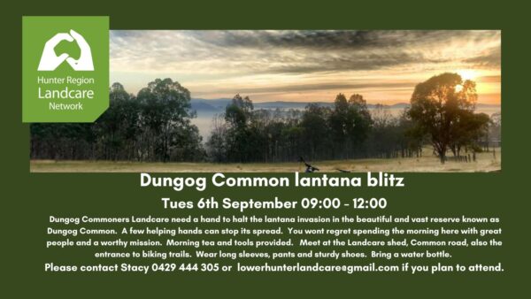 Dungog common lantana 6Sept22R