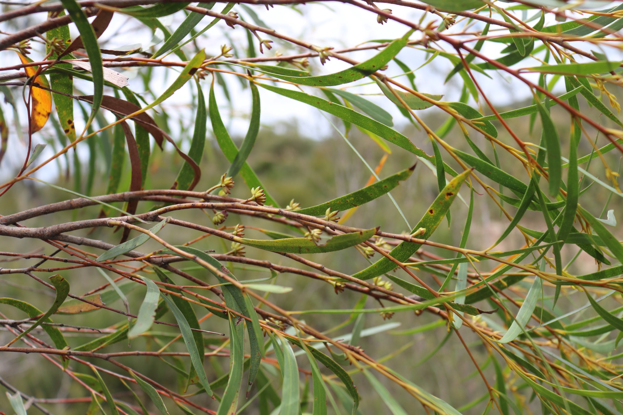 Eucalyptus moorei ssp serpentinicola 02