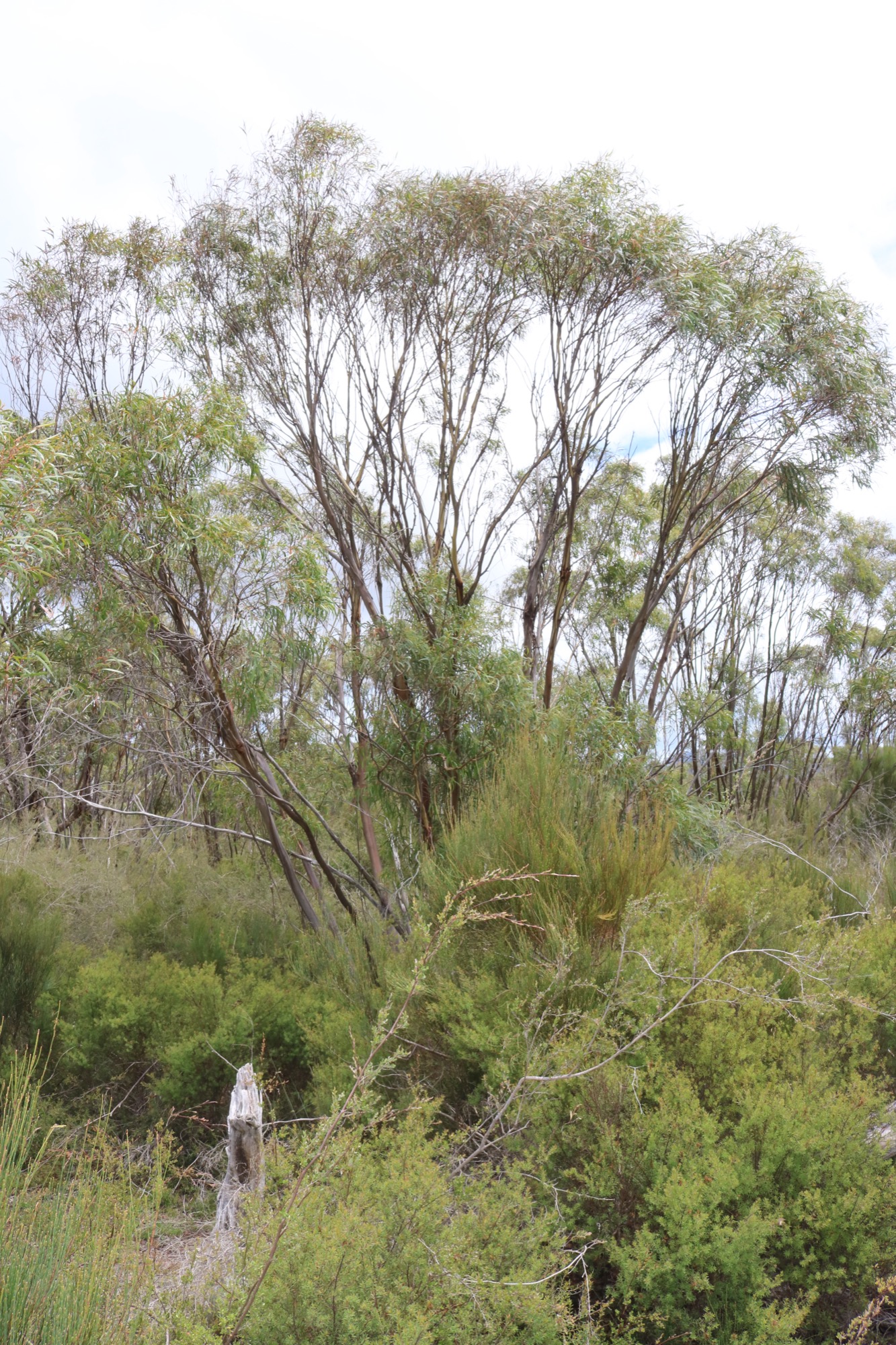 Eucalyptus moorei ssp serpentinicola form