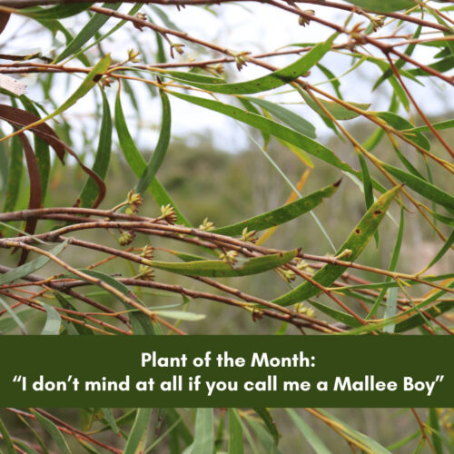 Plant of the Month – Mallees