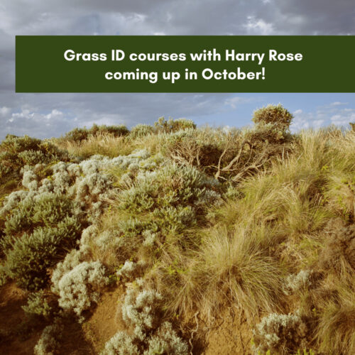 Grass ID courses with Harry Rose coming up in October!