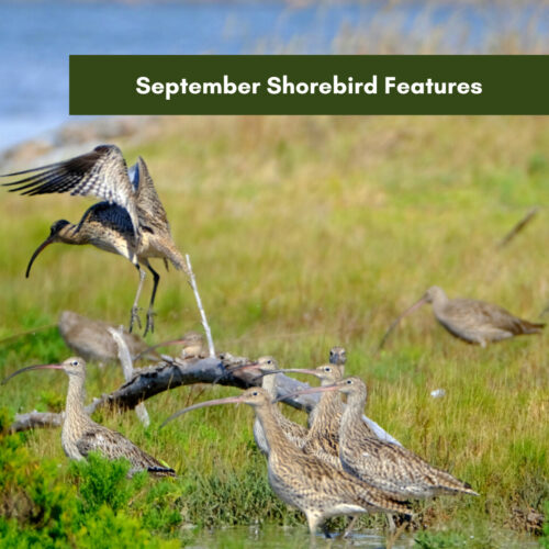 September Shorebird Feature