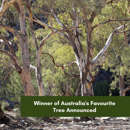 Winner of Australia’s Favourite Tree Announced