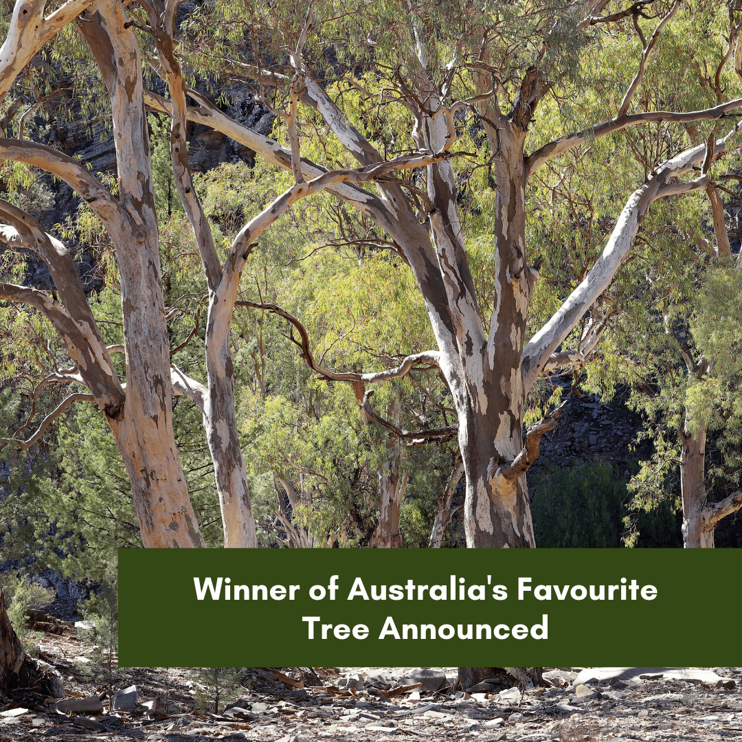 Winner of Australias Favourite Tree Announced