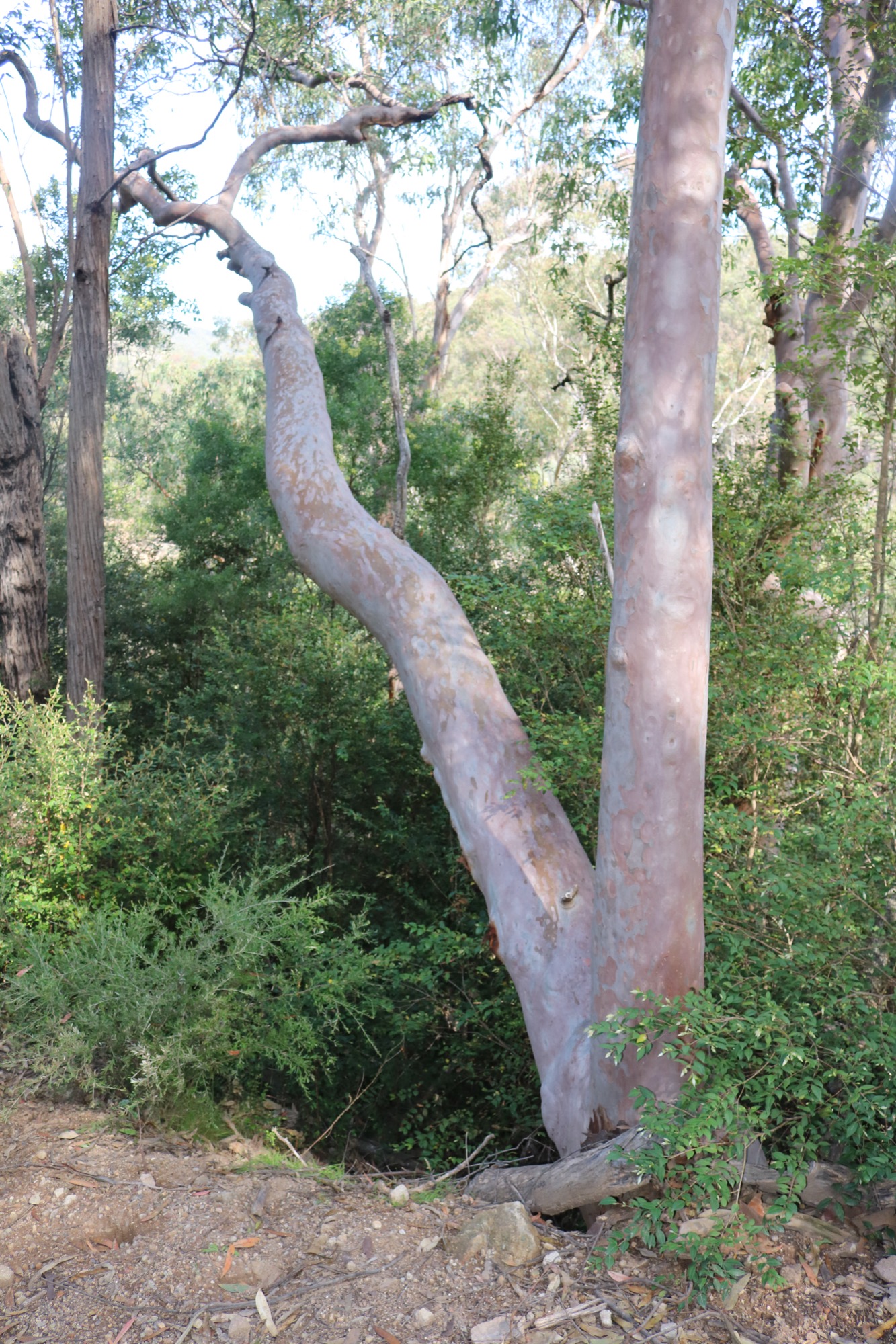 Angophora costata trunk