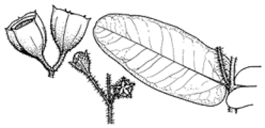 Cordate-leaf-base
