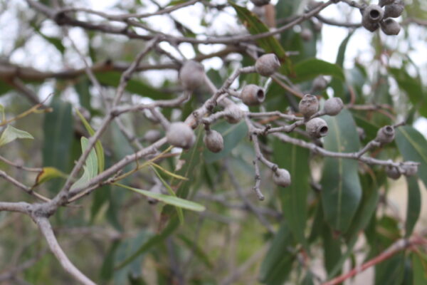 Corymbia maculata fruit 7