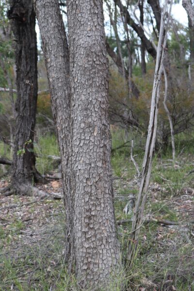Corymbia trachyphloia bark
