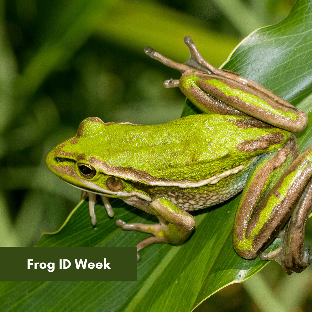 Frog ID Week