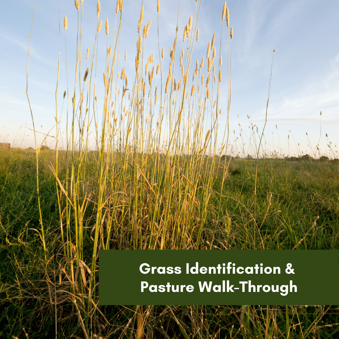 Grass Identification & Pasture Walk-Through-6