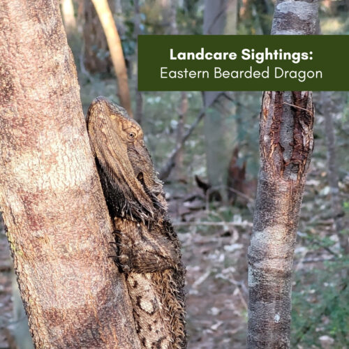 Landcare Sightings: Eastern Bearded Dragon