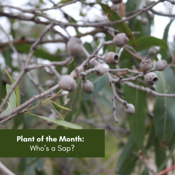 Plant of the Month:  Who’s a Sap?