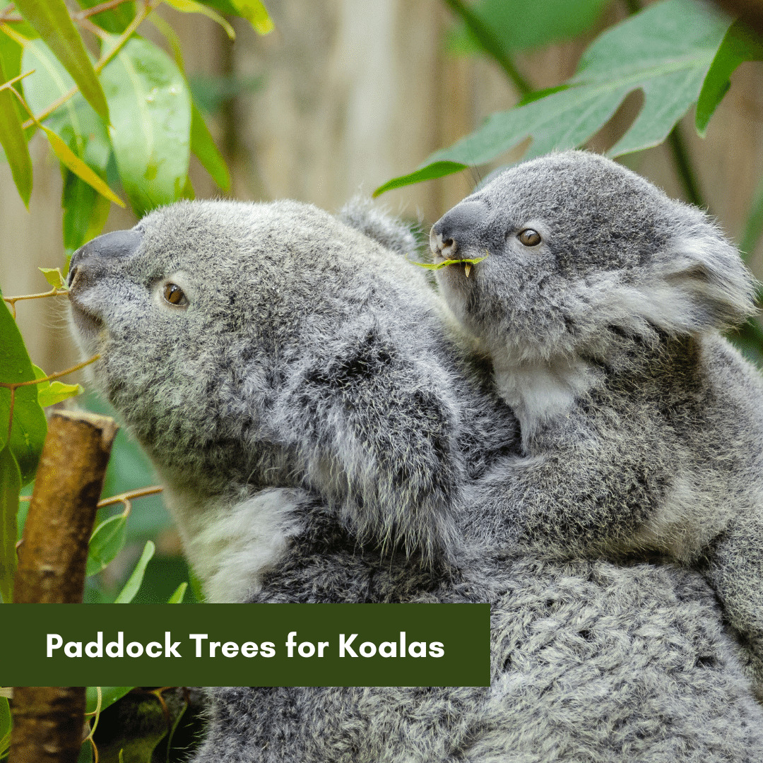 Paddock Trees for Koalas