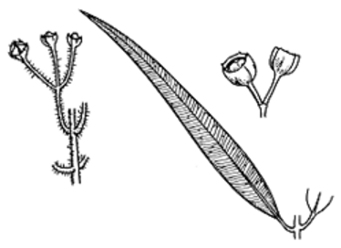Petiolate-leaf-base