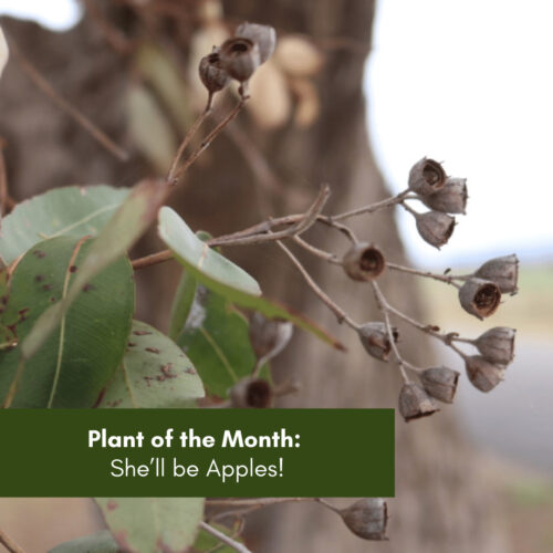 Plant of the Month: She’ll be Apples!
