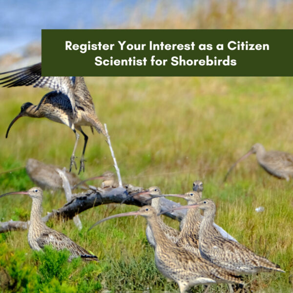 Register Your Interest as a Citizen Scientist for Shorebirds