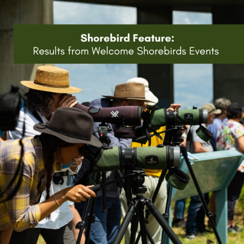 Shorebird Feature:  Results from Welcome Shorebirds Events