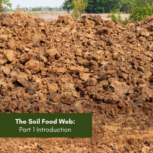 The Soil Food Web: Part 1 Introduction