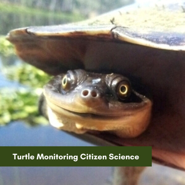 Turtle Monitoring Citizen Science