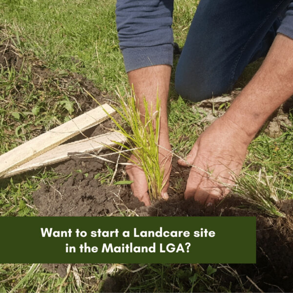 Want to start a Landcare site in the Maitland LGA?