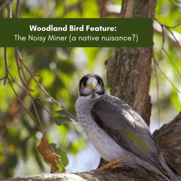 Woodland Bird Feature:  The Noisy Miner (a native nuisance?)