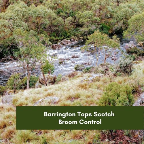 Barrington Tops Scotch Broom Control