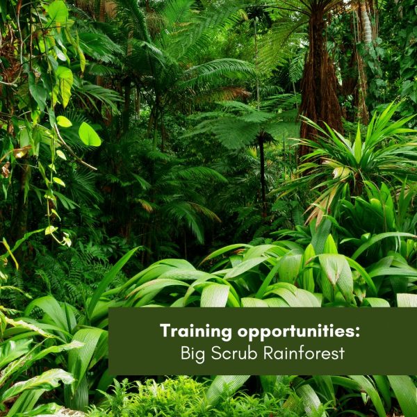 Training opportunities: Big Scrub Rainforest