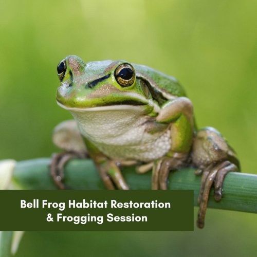 Bell Frog Habitat Restoration + Frogging Session