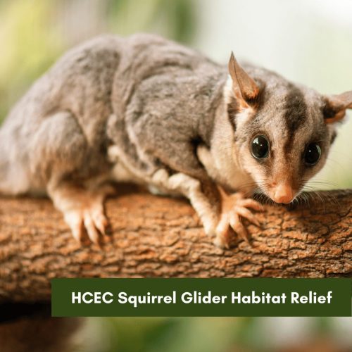 HCEC Squirrel Glider Habitat Relief