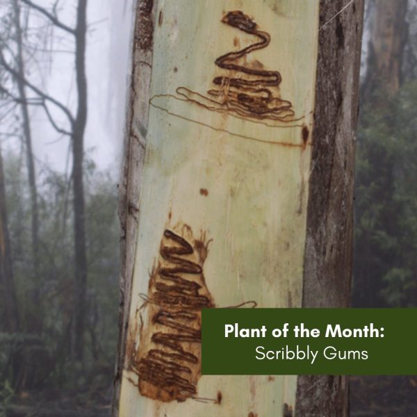Plant of the Month: Scribbly Gums