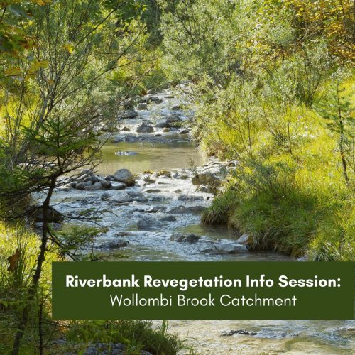 Riverbank Revegetation Info Session – Wollombi Brook Catchment