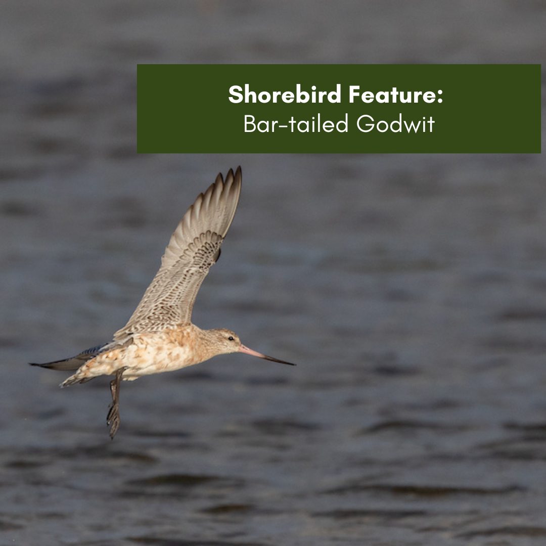 Shorebird - Bar-tailed Godwit