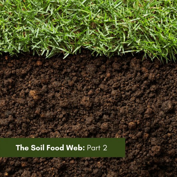 The Soil Food Web Part 2
