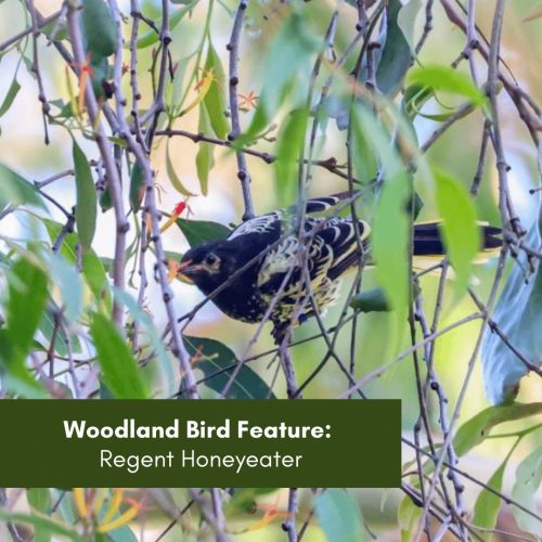Woodland Bird Feature: Regent Honeyeater