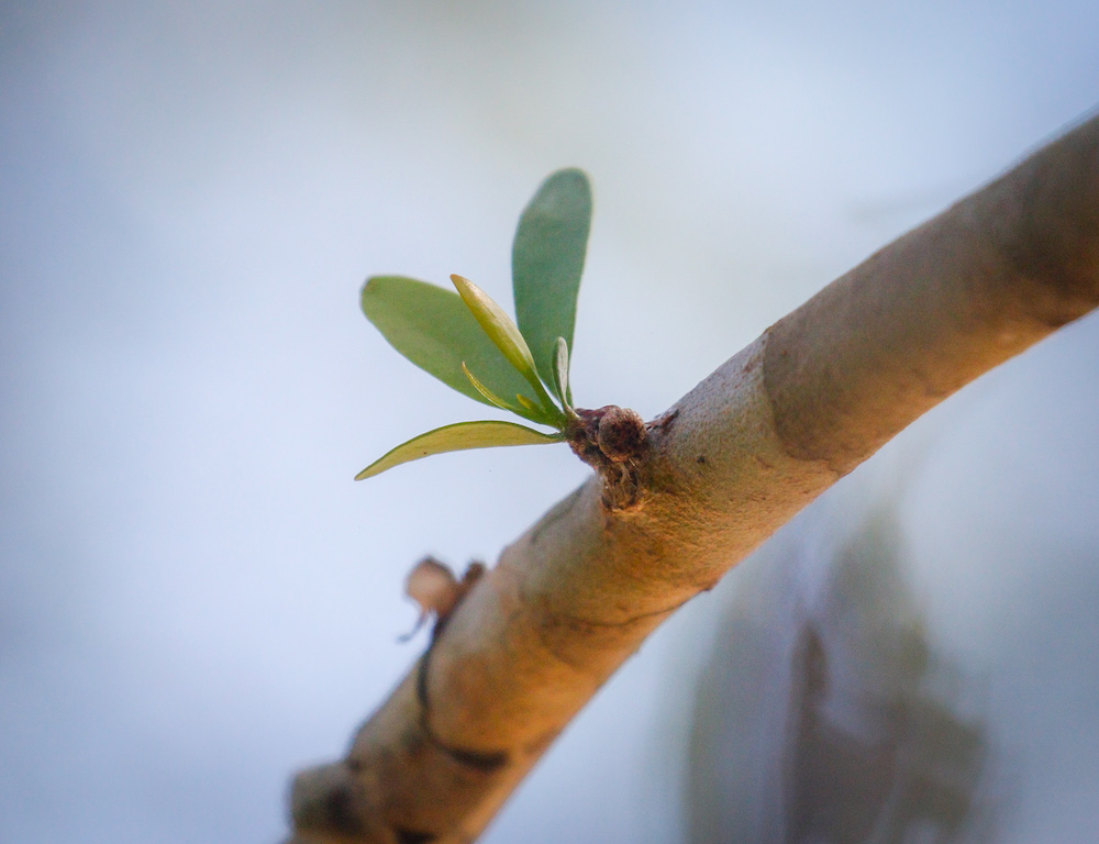 Baby LF Mistletoe - Tomalpin - Hunter Region Landcare<br />
