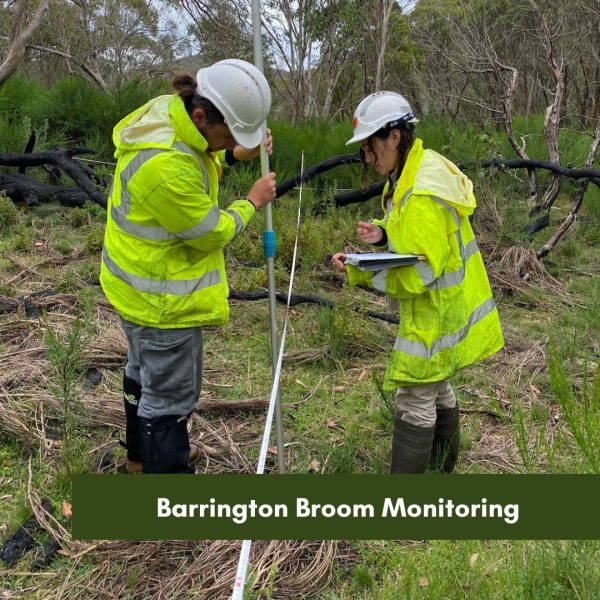 Barrington Broom Monitoring