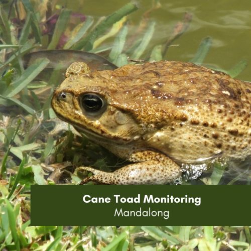 Cane Toad Monitoring