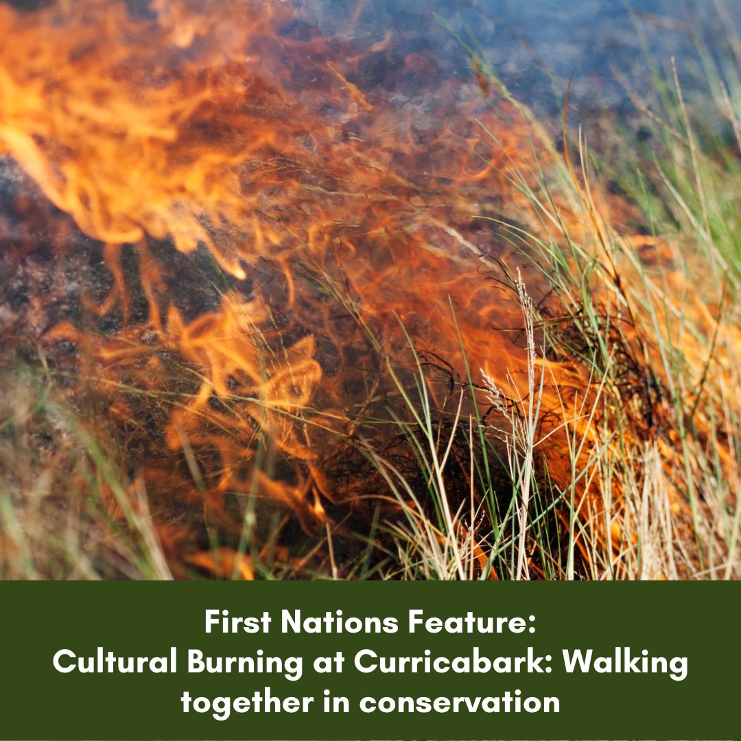 First Nations Feature - Cultural Burning at Curricabark Walking together in conservation