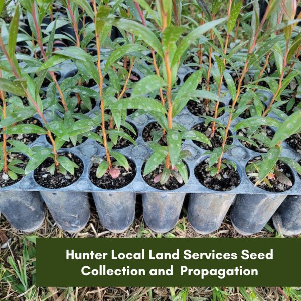 Hunter Local Land Services Seed Collection and Propagation