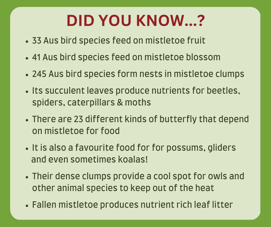 Mistletoe Facts Hunter Region Landcare