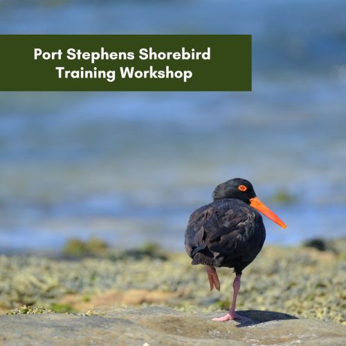 Shorebird Info Session & Spotting