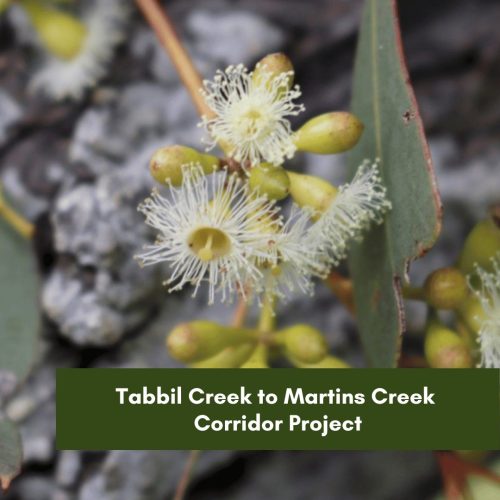 Tabbil Creek to Martins Creek Corridor Project