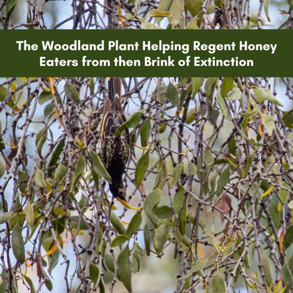 The Woodland Plant Helping Regent Honeyeaters from then Brink of Extinction