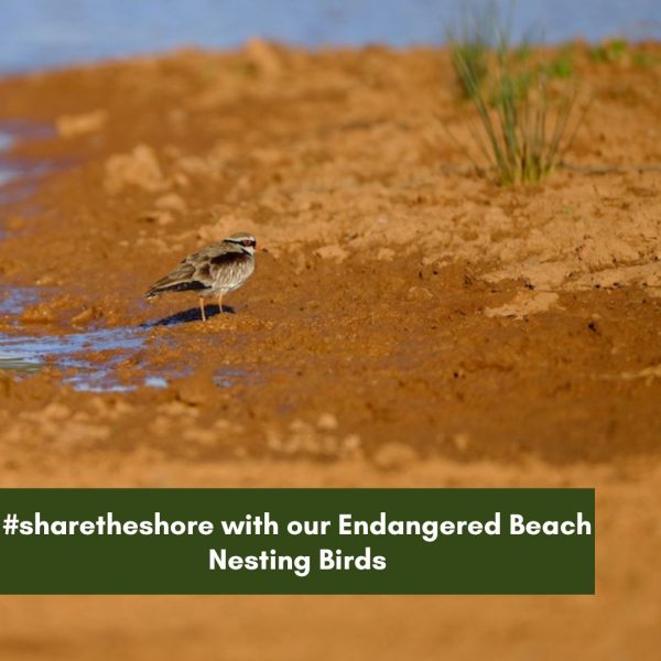 Shorebird Feature:  #sharetheshore with our Endangered Beach Nesting Birds