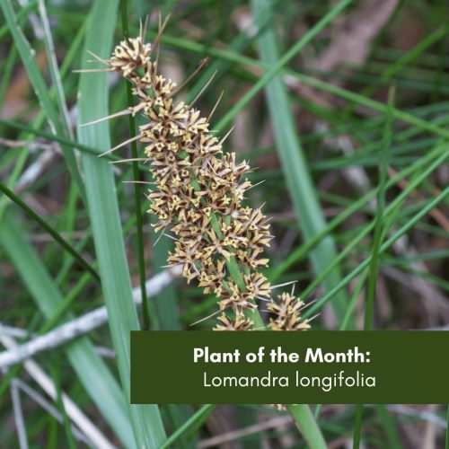Plant of the Month:   Lomandra longifolia